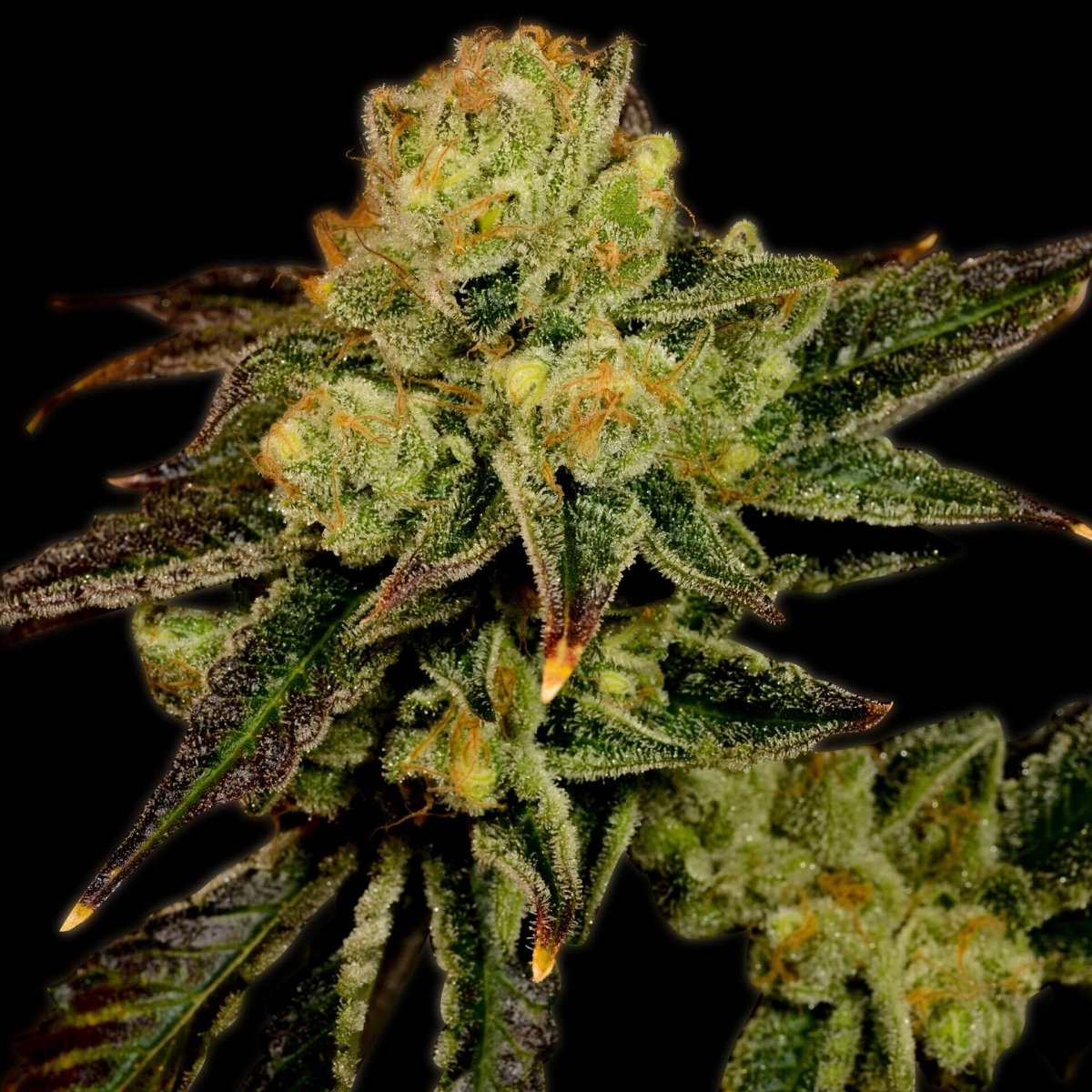 Stardawg Seeds