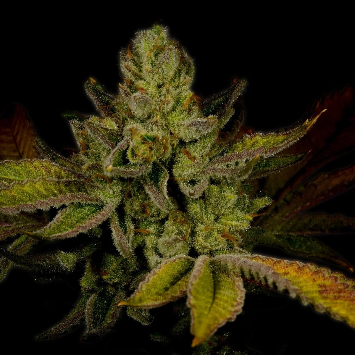 Strawberry Cough Seeds
