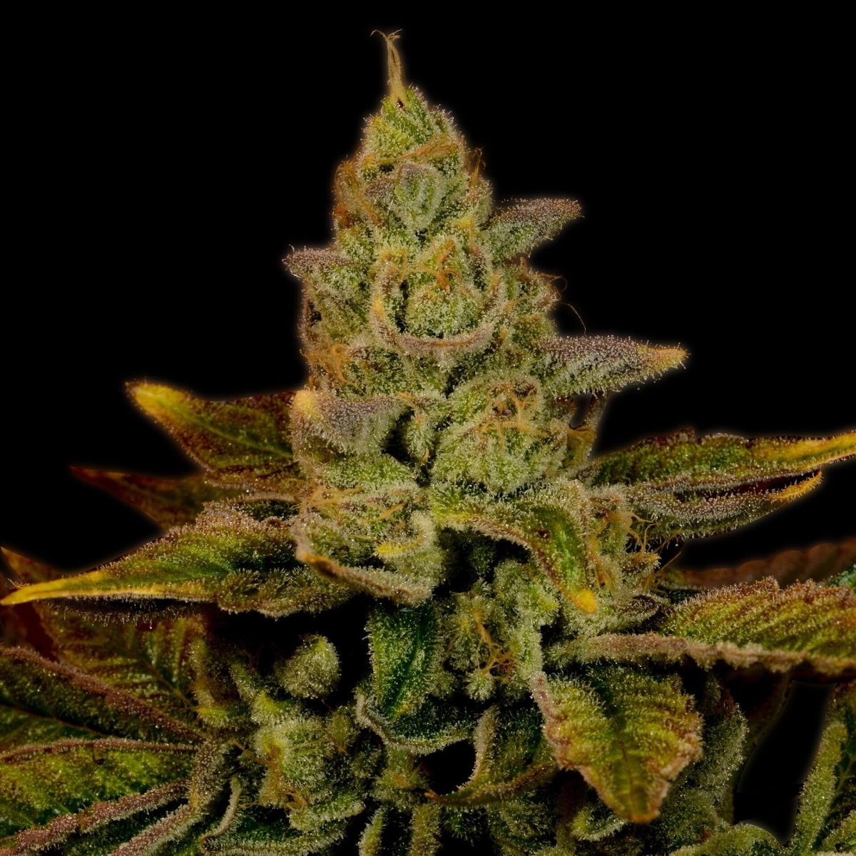 Strawberry Diesel Autoflower Seeds