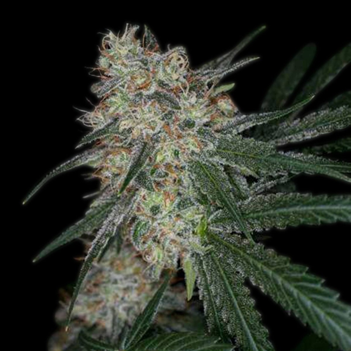 Super Sour Diesel Autoflower Seeds