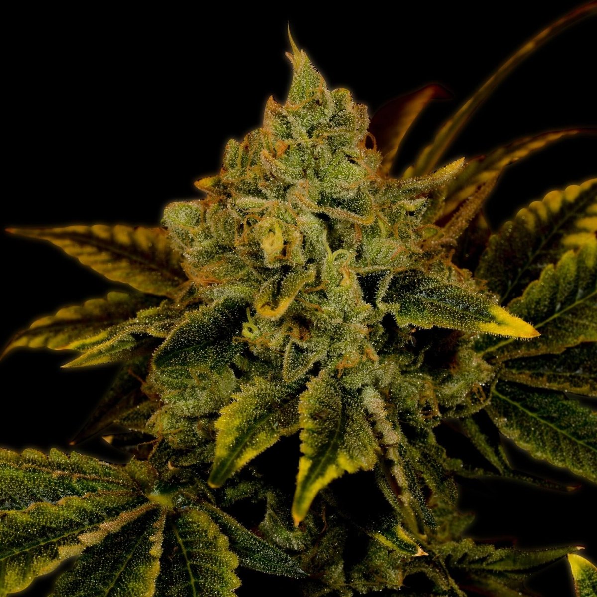 Tangerine Dream Autoflower Seeds