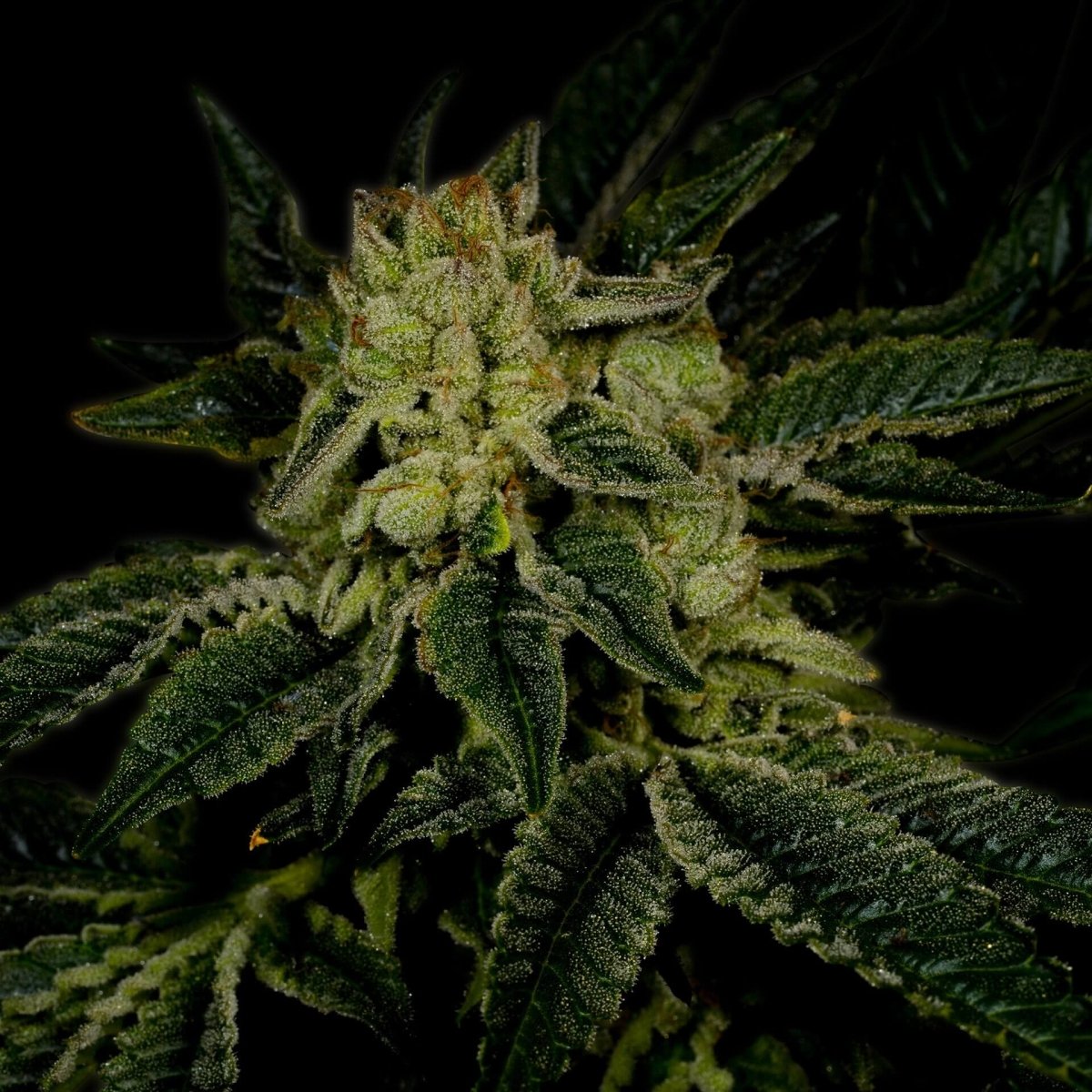 Triangle Kush Seeds