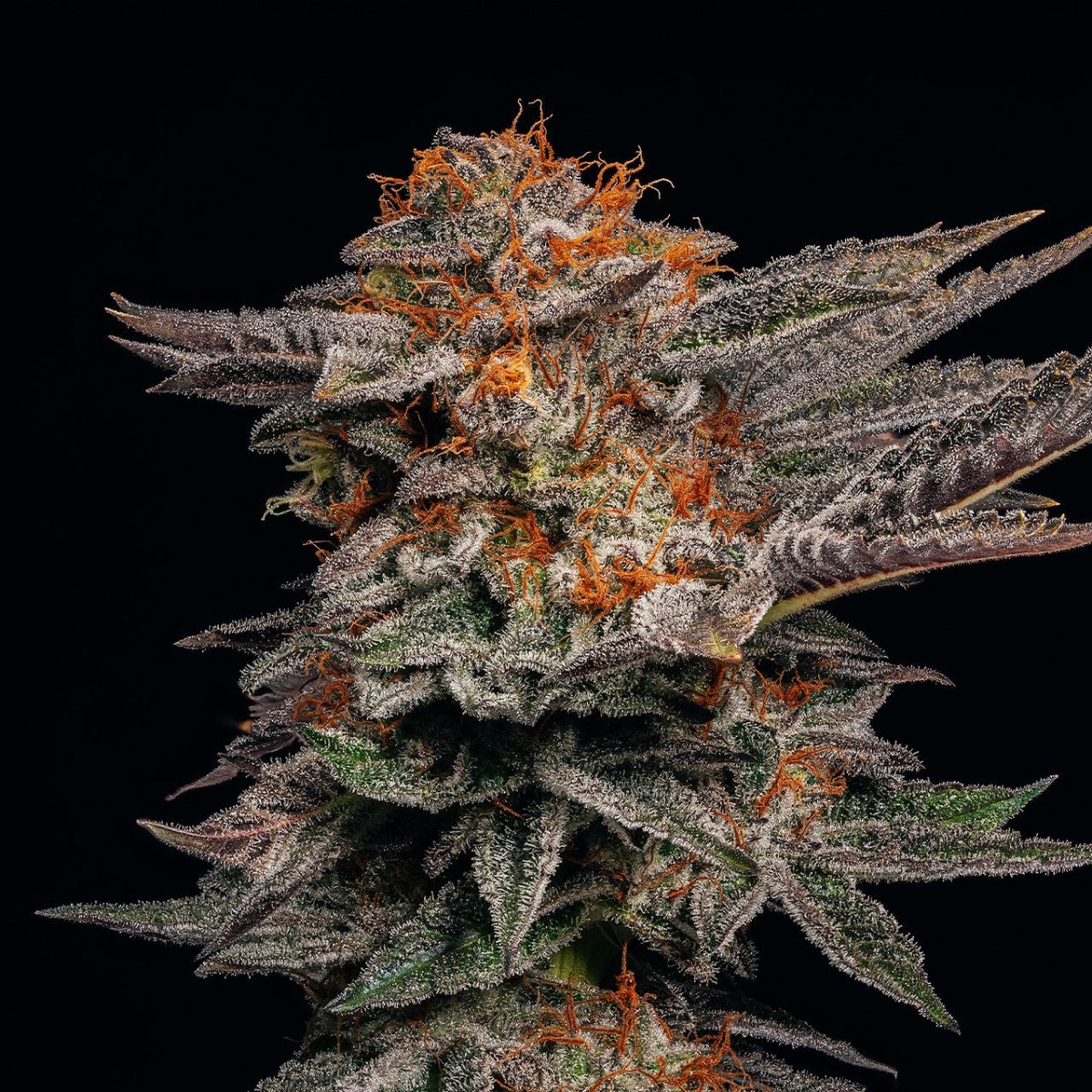 White Cherry Gelato Seeds