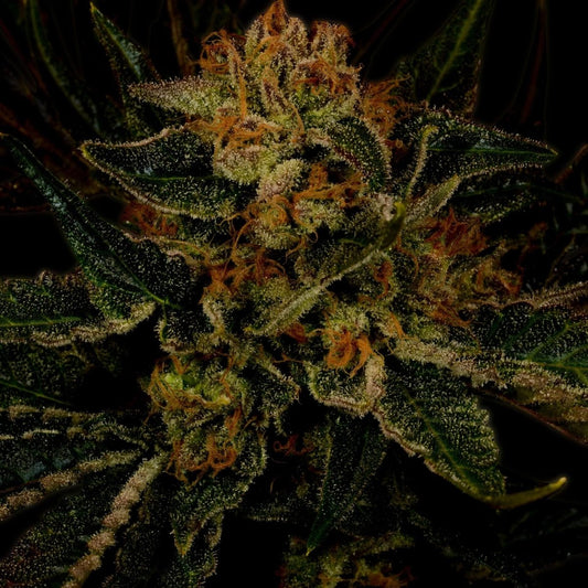 24K Gold Autoflower Seeds