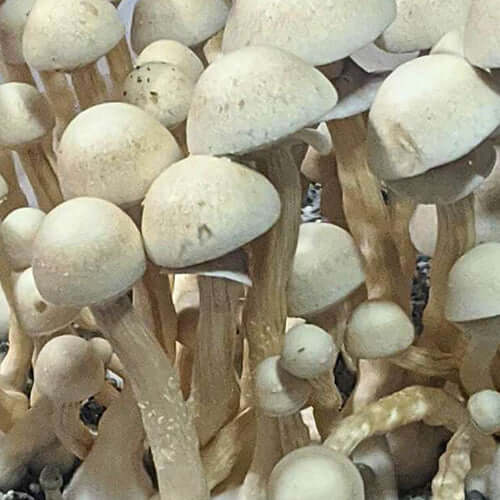 APE Revert Mushroom Spore Syringe