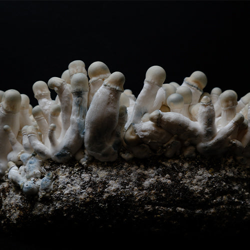 Albino Malabar Shakti Spore Syringe