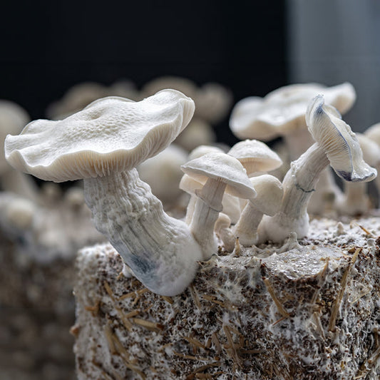Albino Bluey Vuitton (ABV) Isolated Spore Syringe