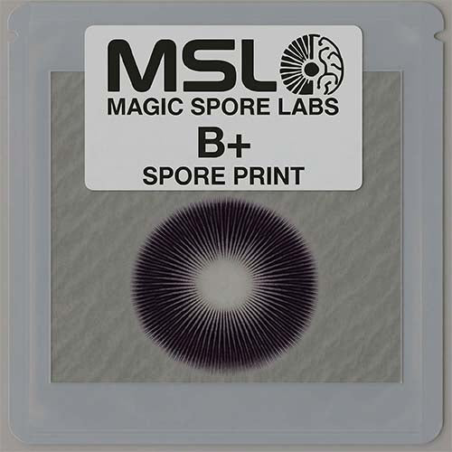 B+ Mushroom Spore Prints