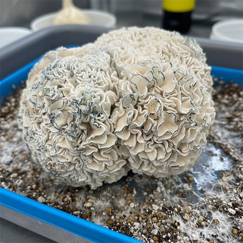 Enigma Mushroom Spore Syringe