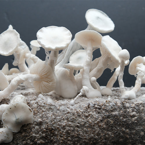 Ghost True Albino Teacher Isolate Spore Syringe