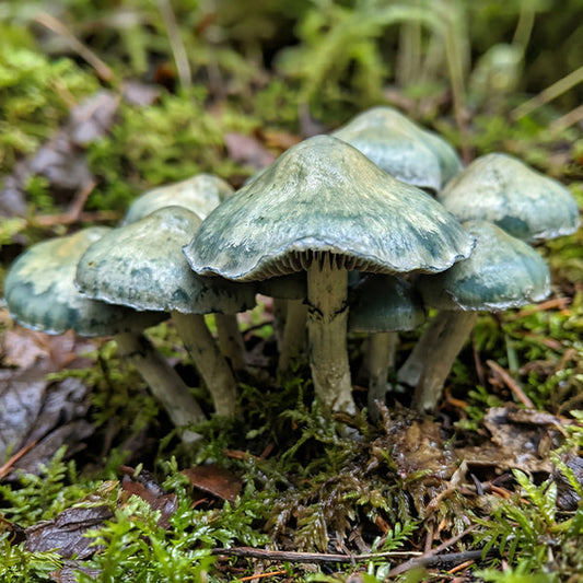 Green Toque Isolated Spore Syringe