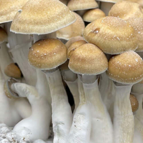 Hillbilly Cubensis Mushroom Spore Syringe
