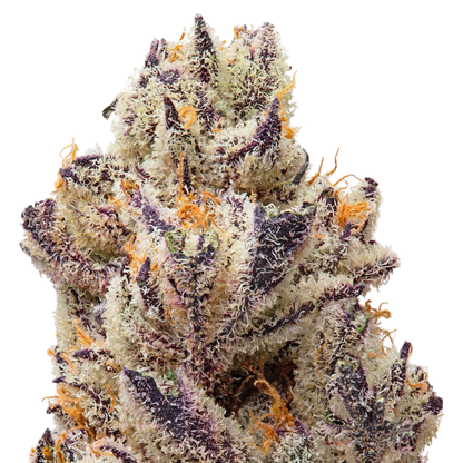 THCa Flower Sampler