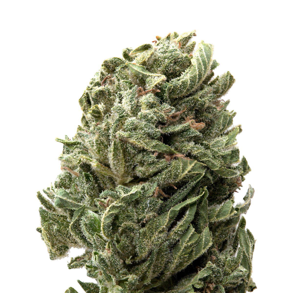 Strawberry Shortcake Greenhouse Smalls THCa Flower | 28 Grams