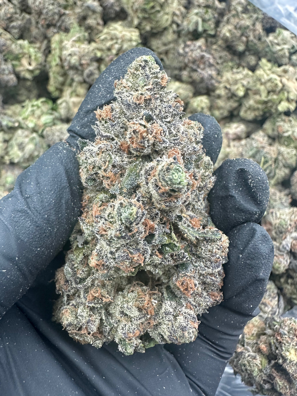 Granddaddy Purple THCA Flower (Exotic)