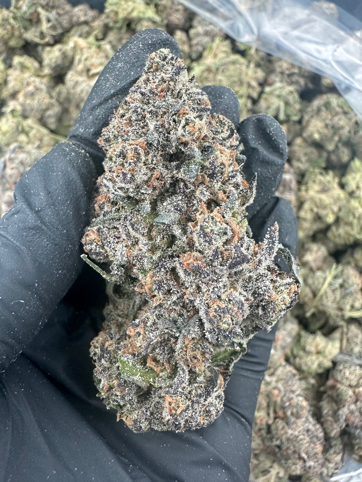 Granddaddy Purple THCA Flower (Exotic)