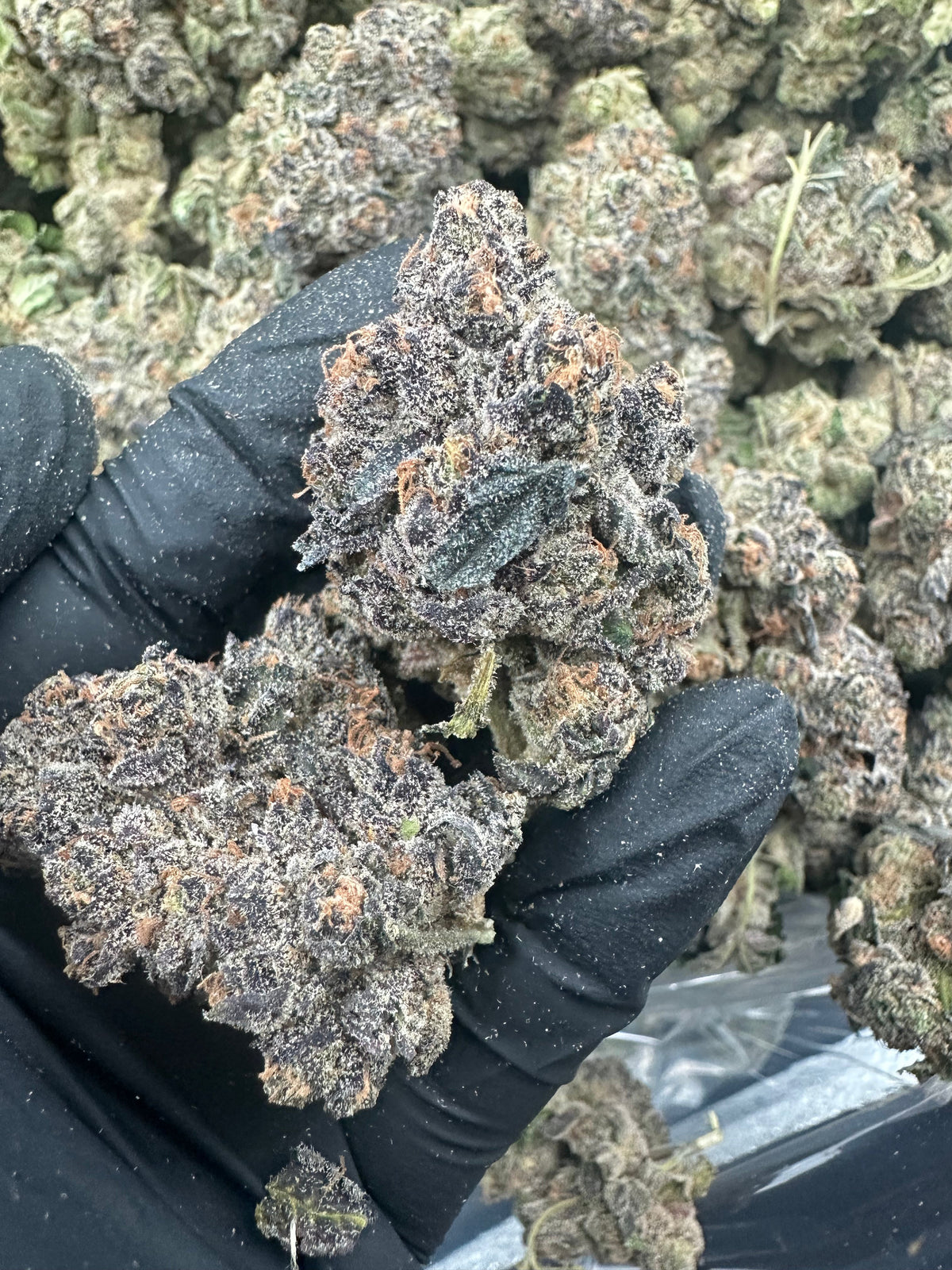 Granddaddy Purple THCA Flower (Exotic)