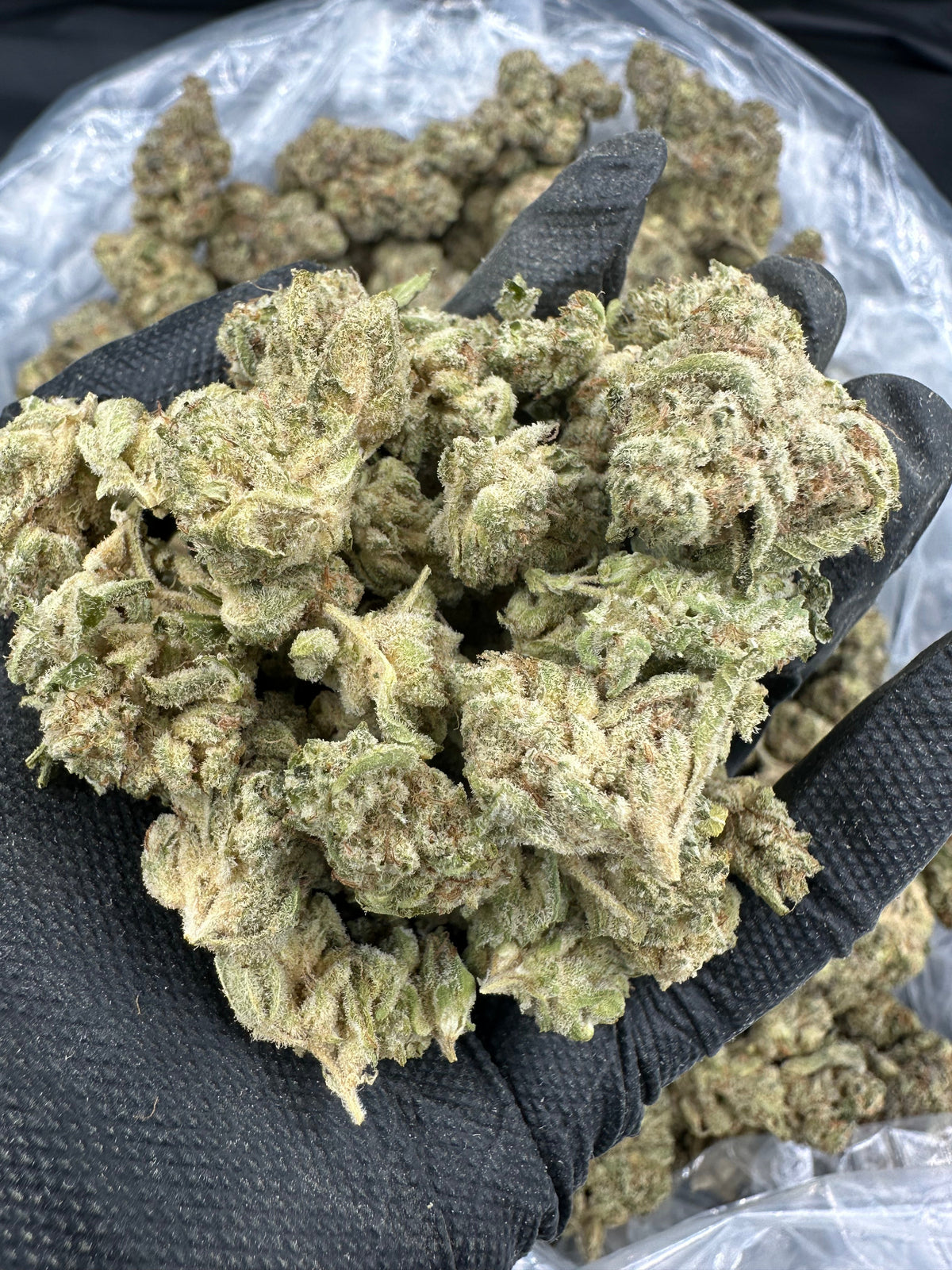 Lemon Haze THCA Flower (Budget)