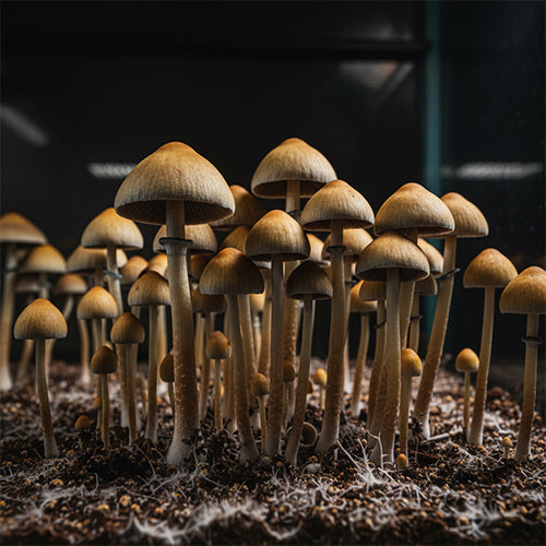 Mexicana Mushroom Spore Syringe