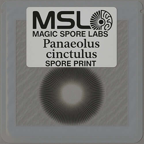 Panaeolus Cinctulus Mushroom Spore Prints