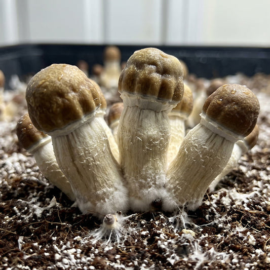 Penis Envy Uncut Isolated Spore Syringe