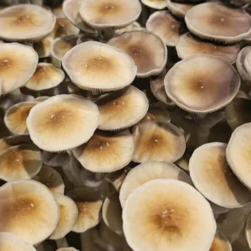 Stargazer Mushroom Spores Syringe