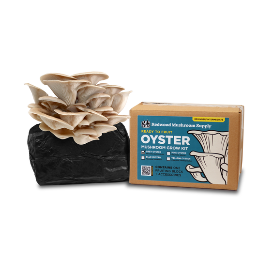 Grey Oyster Mushroom Grow Kit