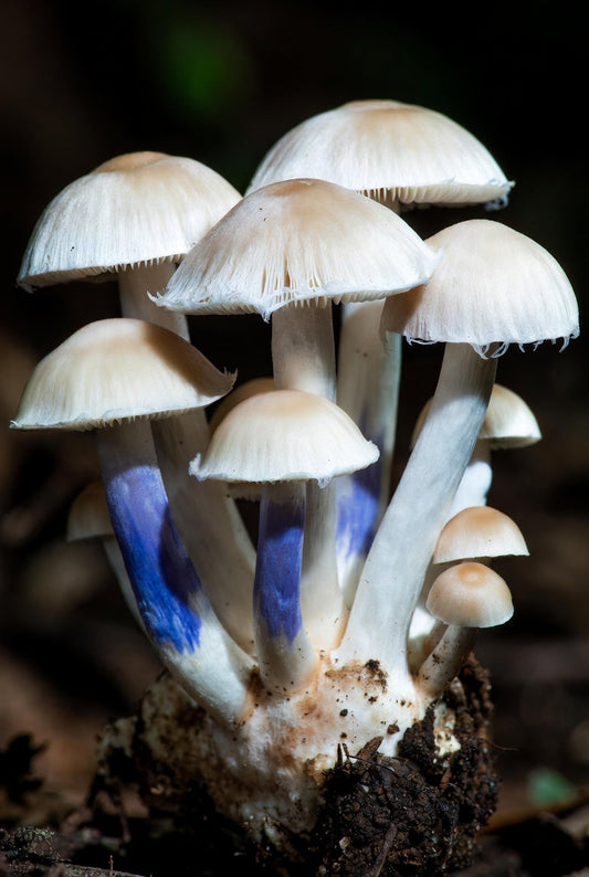 White Golden Teacher Mushroom Spore Syringe