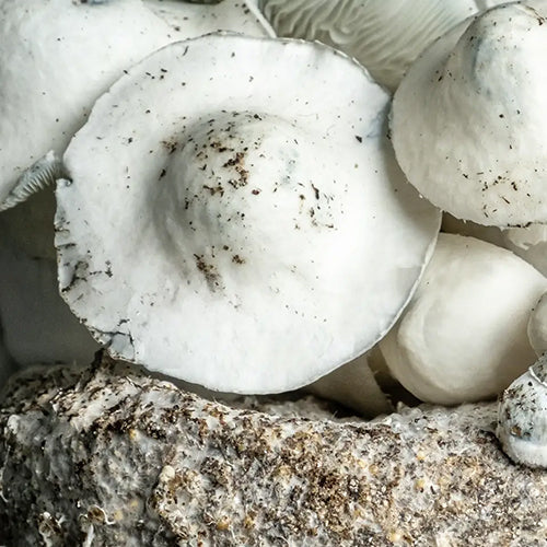 Yeti Mushroom Spore Syringe