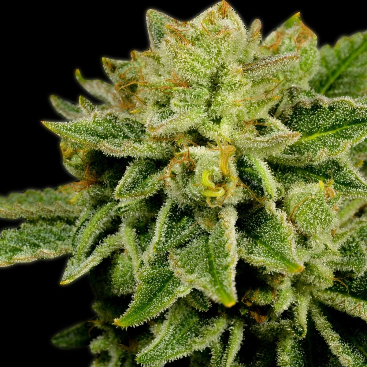 Afghan Kush Autoflower Seeds