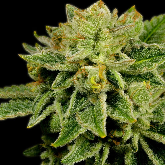 Afghan Kush Autoflower Seeds