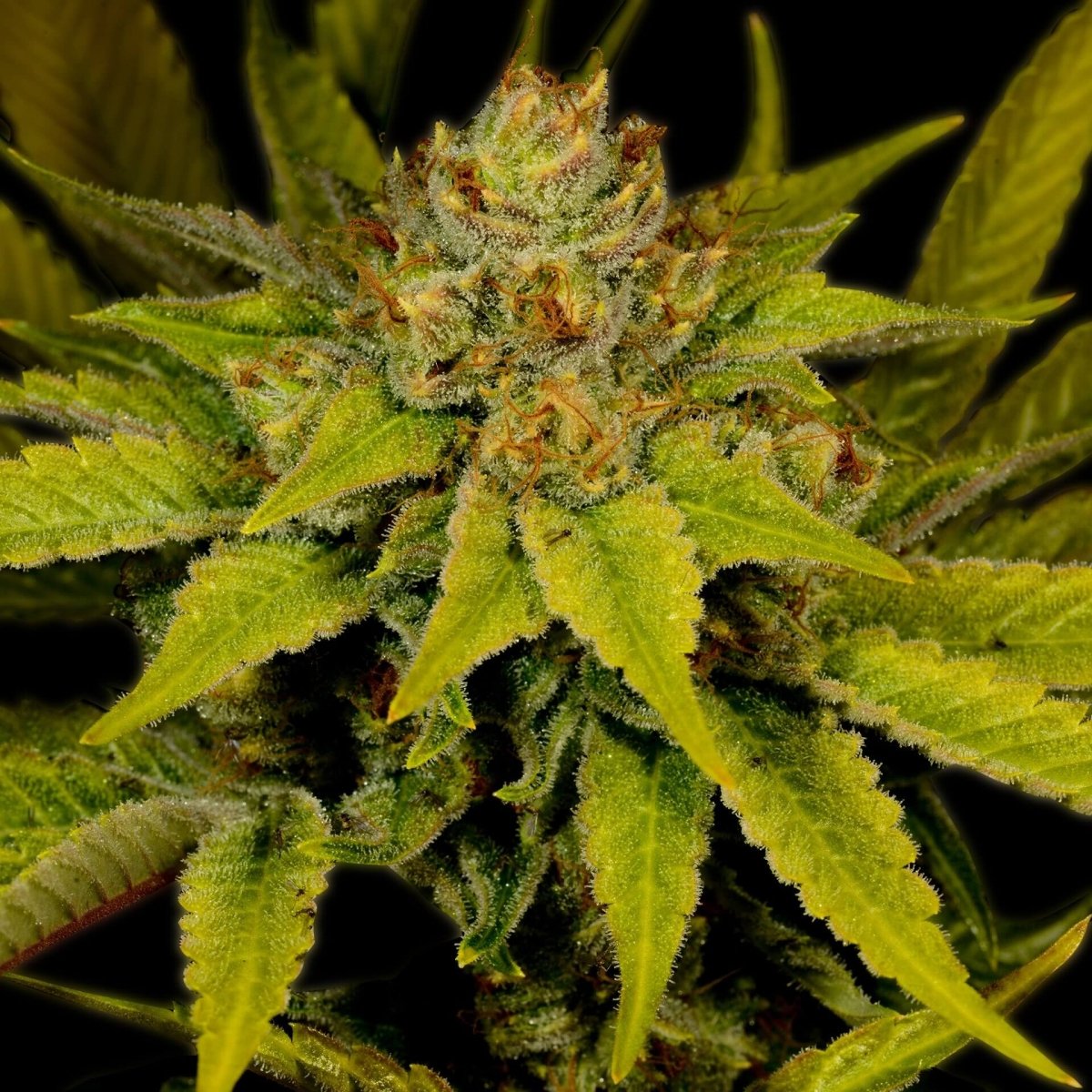 Afghani Autoflower Seeds