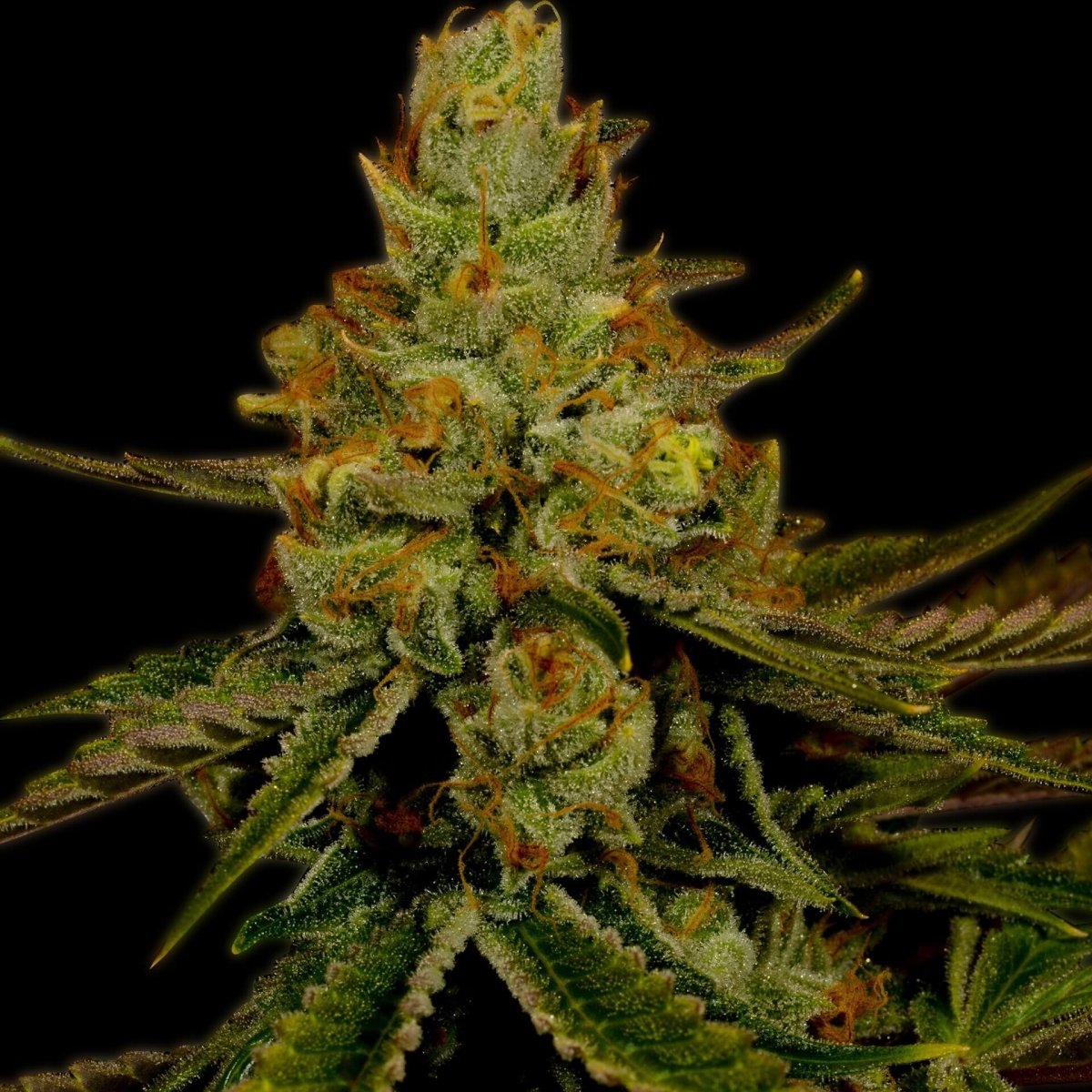 Agent Orange Seeds