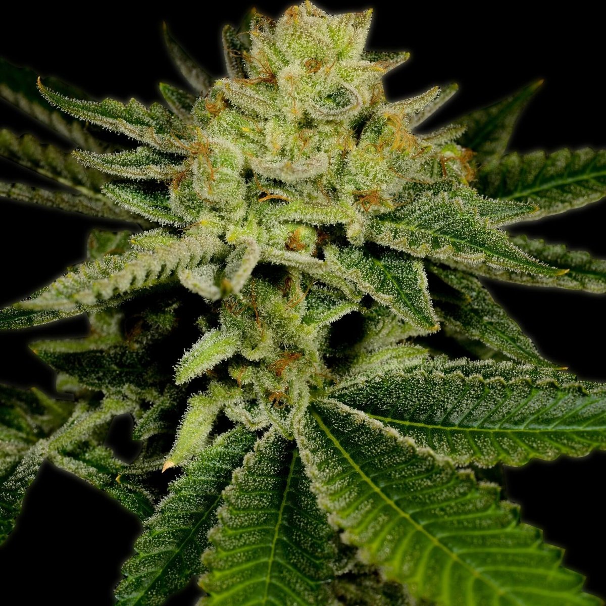 AK-47 Autoflower Seeds