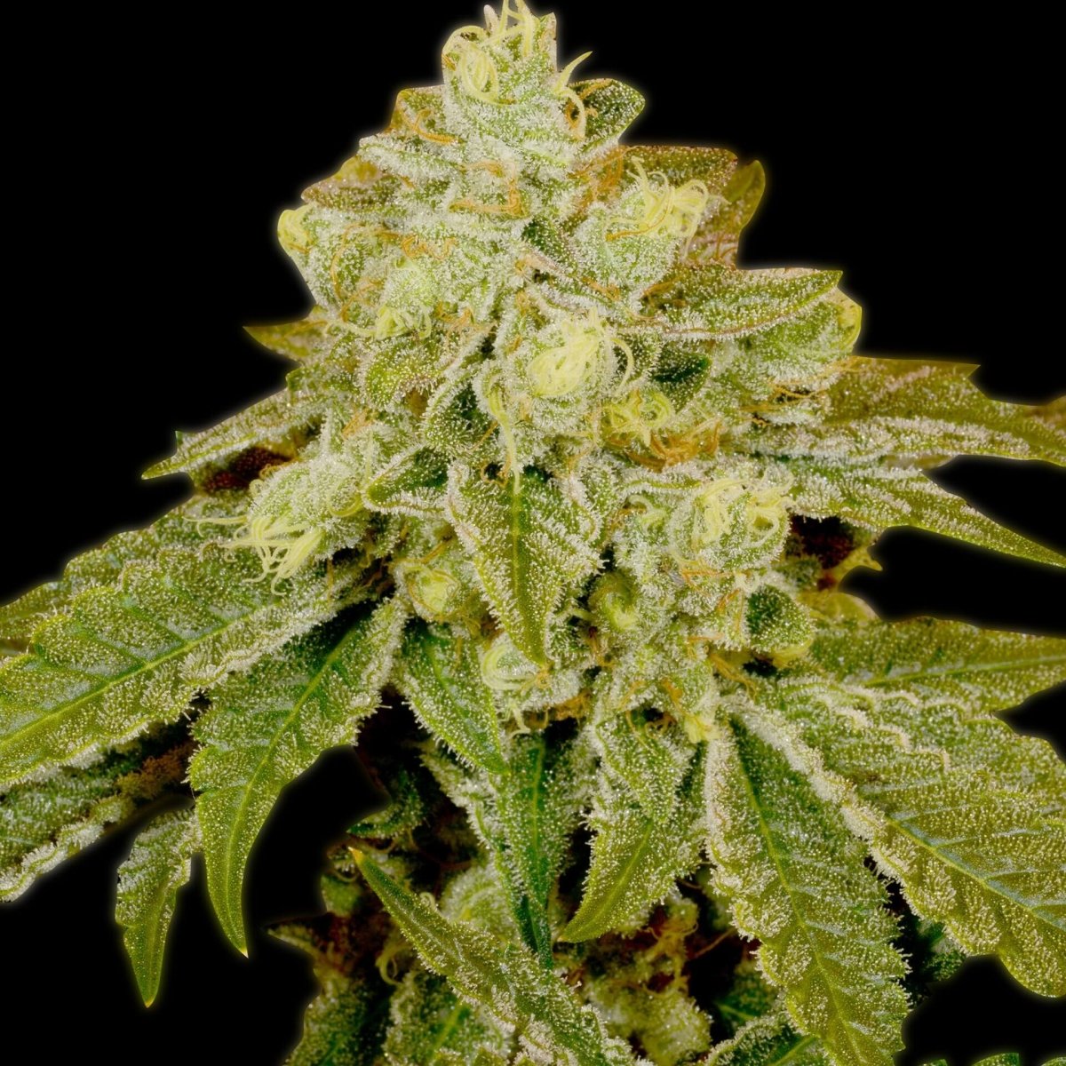 Alien OG Seeds