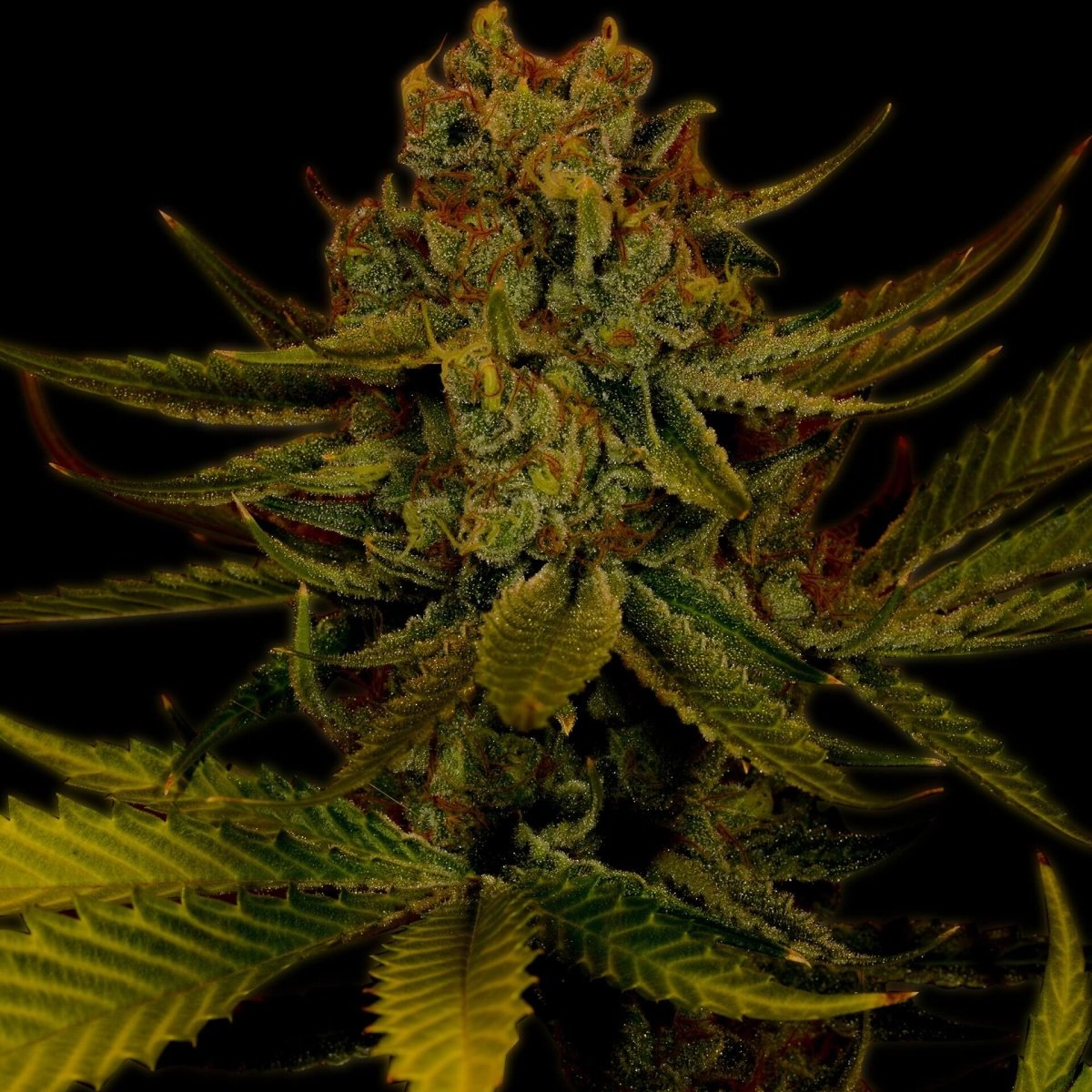 Amnesia Seeds