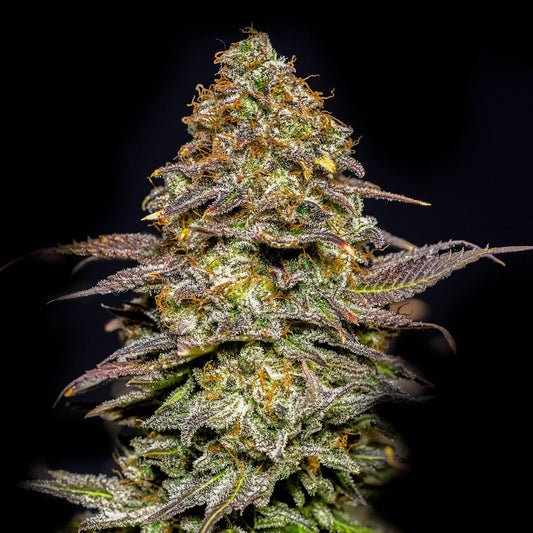 Animal Cookies Seeds