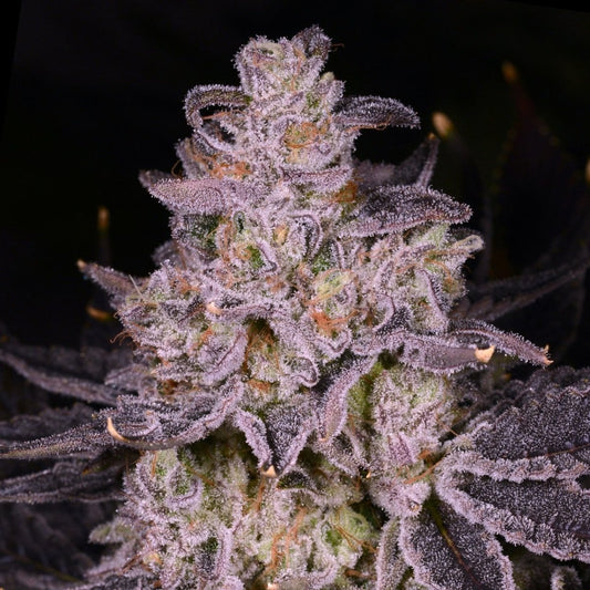 Apple Tartz Seeds