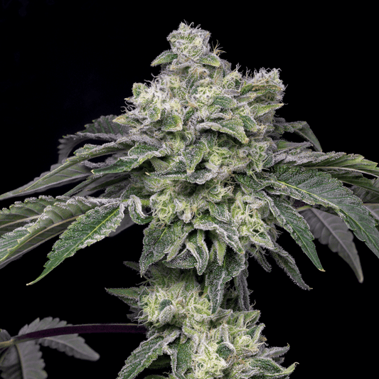 Atomic Apple Seeds