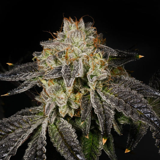 Bacio Gelato Seeds