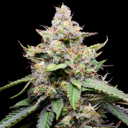Banana Cream Pie Seeds