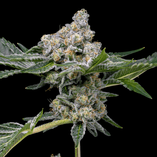 Beach Bum Autoflower Seeds