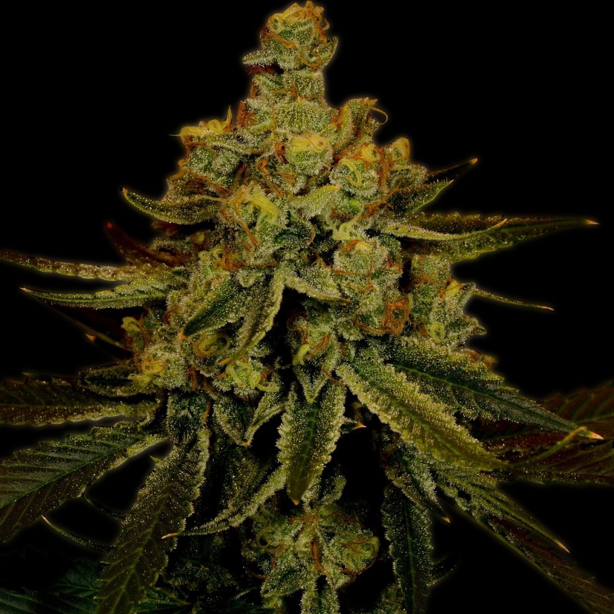 Big Bud Seeds