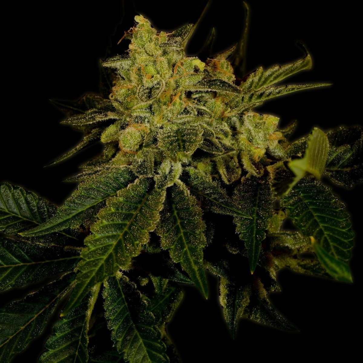 Black Domina Autoflower Seeds