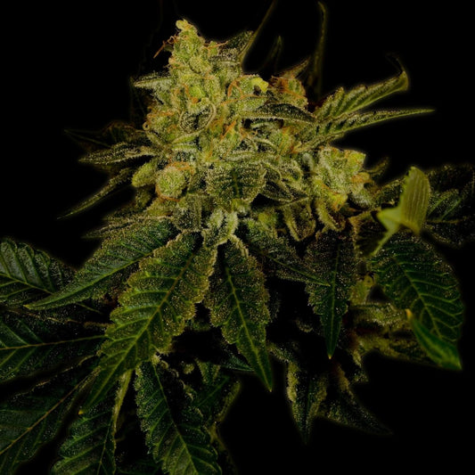 Black Domina Autoflower Seeds