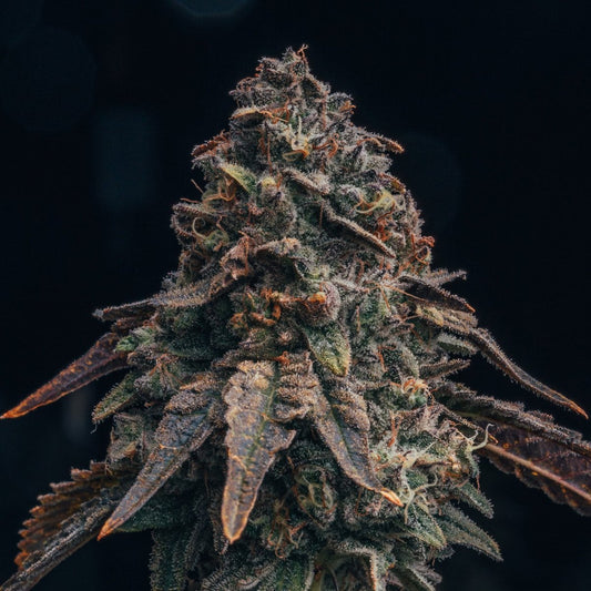 Black Runtz Seeds