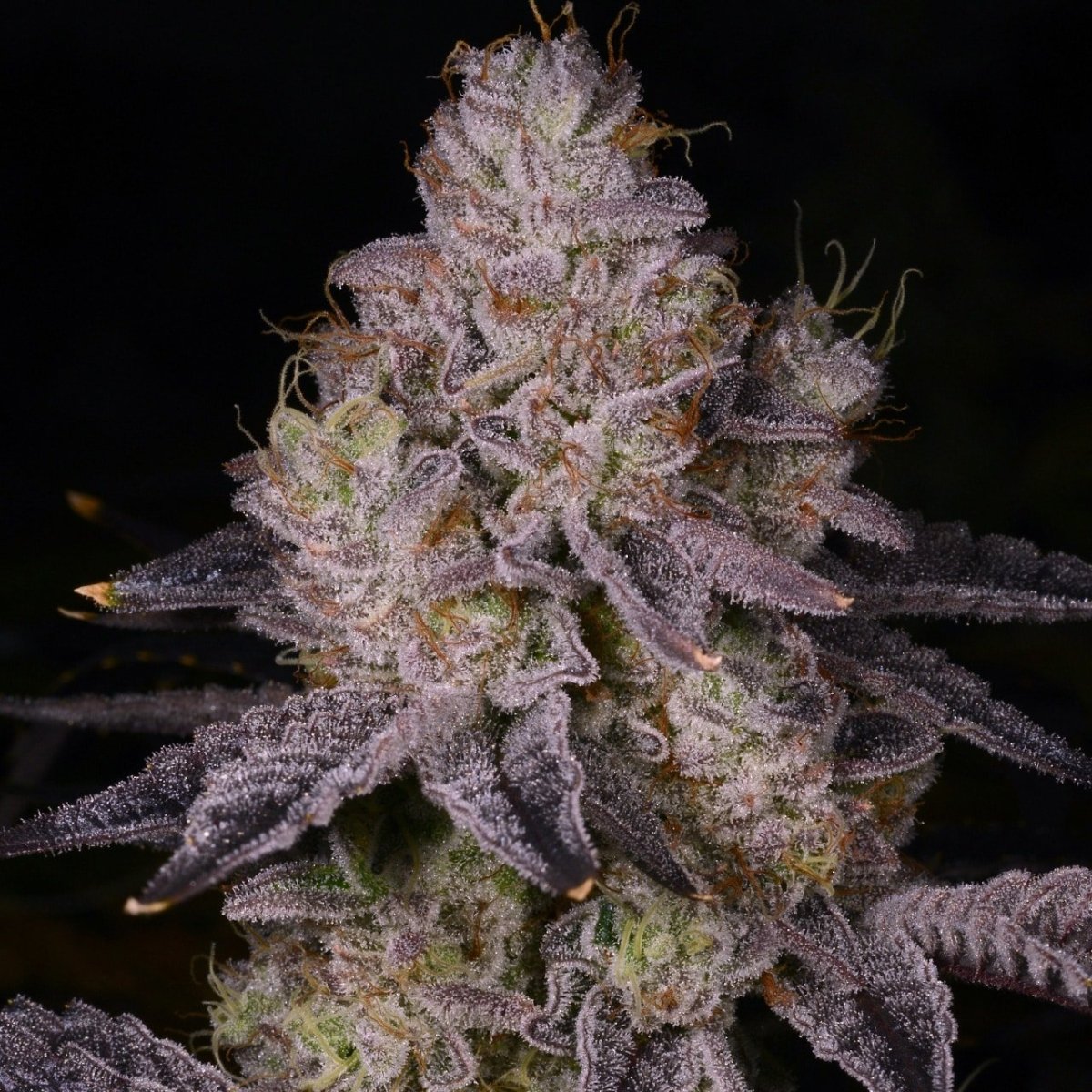 Black Truffle Seeds