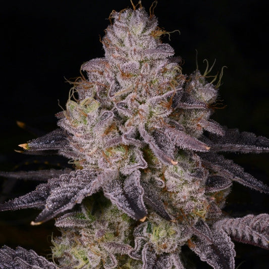 Black Truffle Seeds
