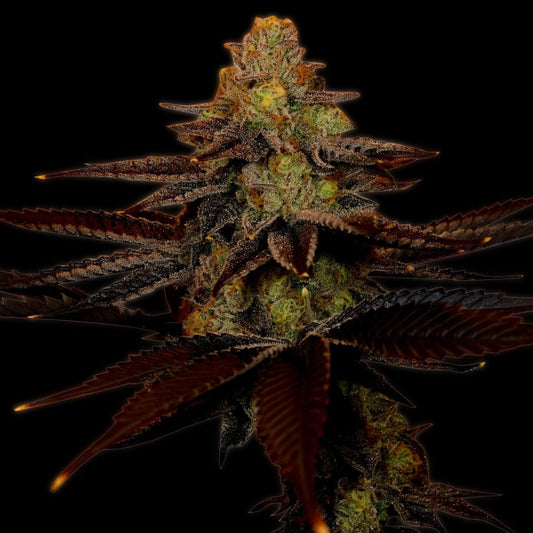 Blue Cheese Autoflower Seeds