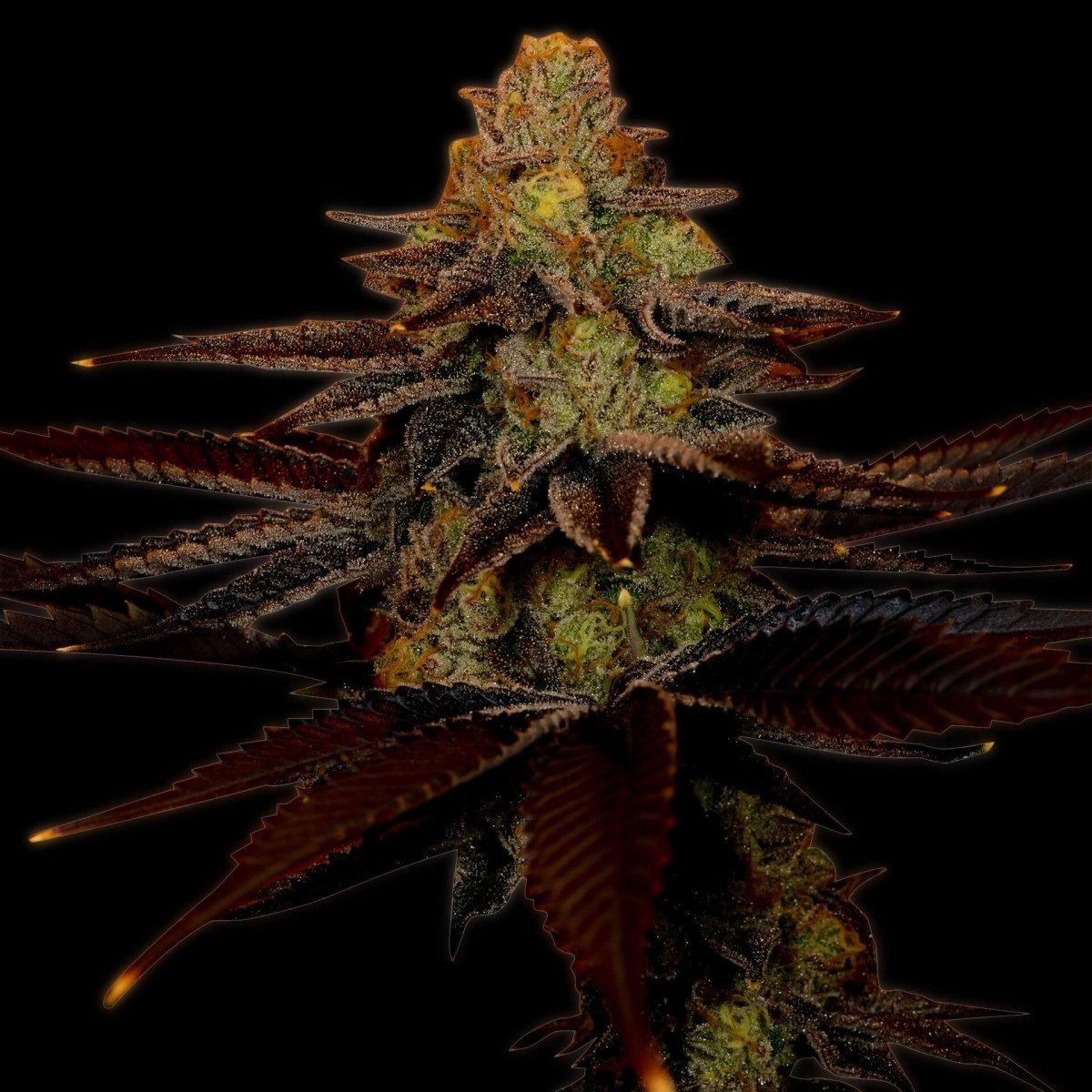 Blue Cheese Seeds